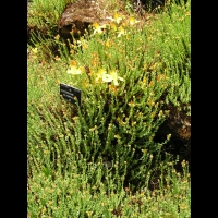 Hypericum Olympicum (fam. Guttiferes) (Asie Mineure) (01)